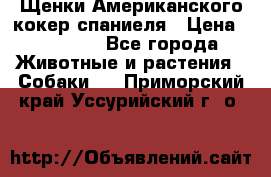 Щенки Американского кокер спаниеля › Цена ­ 15 000 - Все города Животные и растения » Собаки   . Приморский край,Уссурийский г. о. 